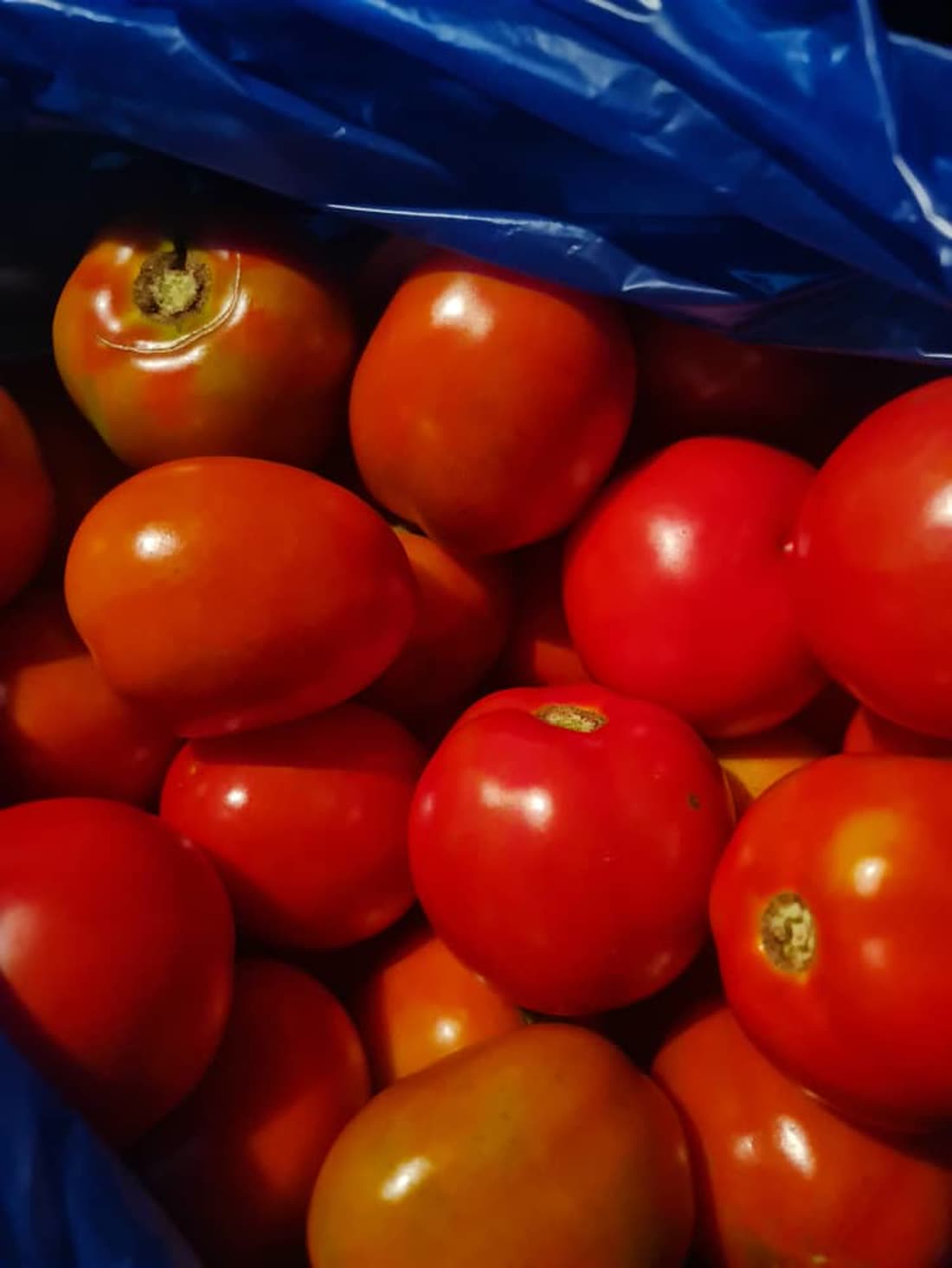 Tomato Cultivation