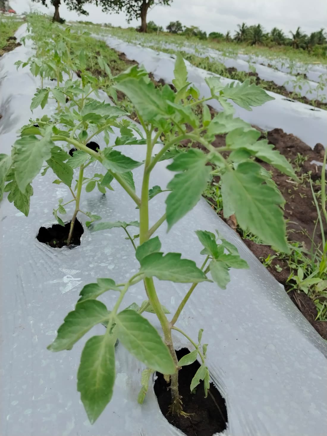 Vegetable Gardens