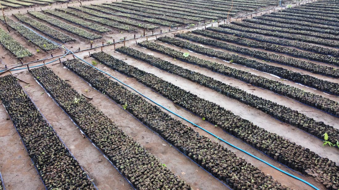 Carbon Offset Projects