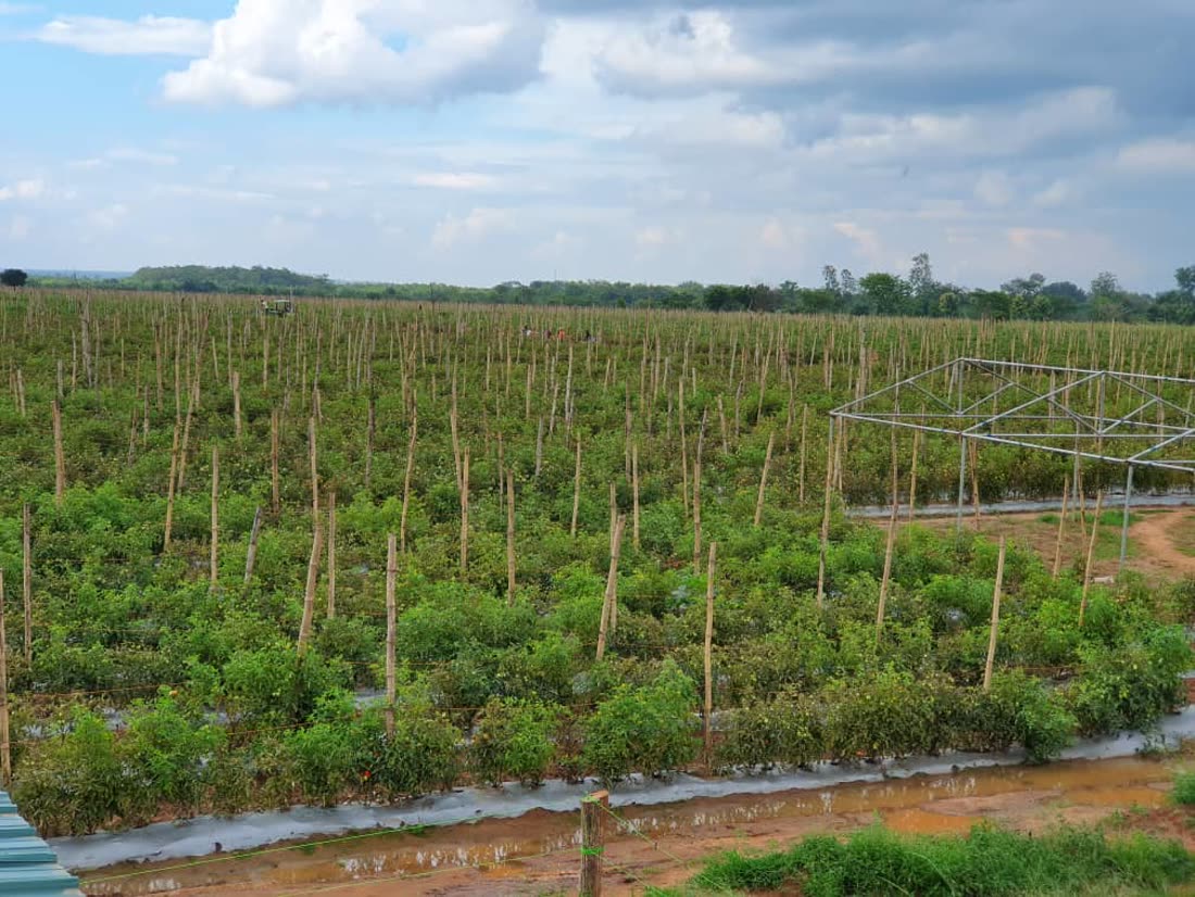 Sustainable Agriculture
